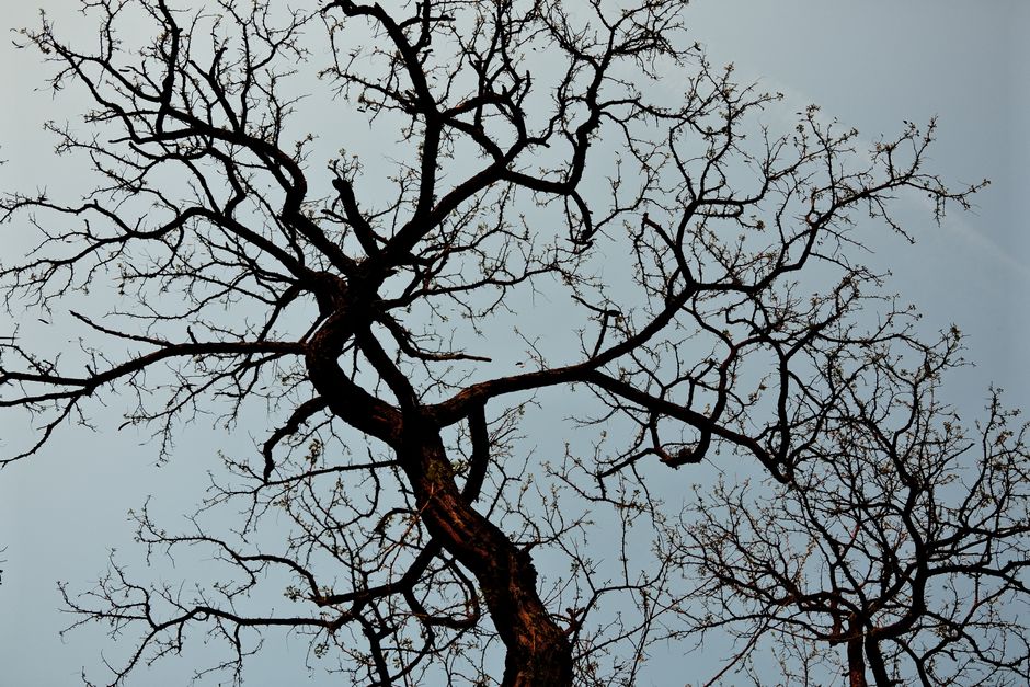 Branches of leafless trees form intricate patterns against a clear sky, capturing serene winter beauty.